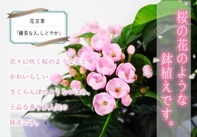 におい桜 5号鉢/敬老の日 花 鉢花/フラワーギフト