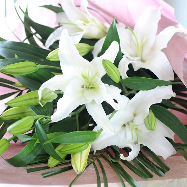 豪華大輪系 オリエンタル系 白ユリ 60輪以上の花束 百合 ゆり ユリ 花束 オリエンタル系白の大輪百合 ユリ ゆり の花束ギフト エーデルワイス 花の贈り物 フラワーギフト通販 花宅配 水戸市 豪華大輪系 オリエンタル系 白ユリ 60輪以上の花束 百合 ゆり ユリ 花束 オリエンタル系白の大輪百合 ユリ ゆり の花束ギフト エーデルワイス 花の贈り物 フラワーギフト通販 花宅配 水戸市