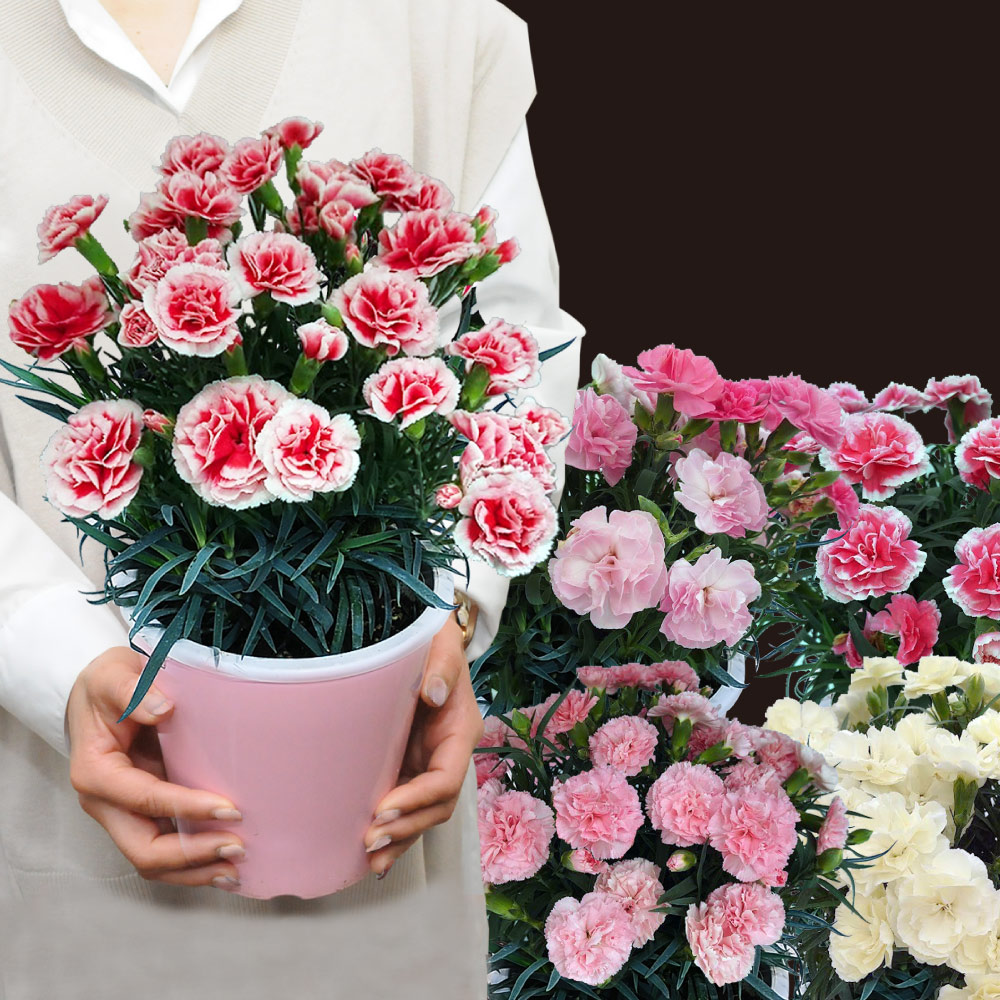 産地直送 母の日 プレゼント 花 ギフト 母の日ギフト 母の日 2023 花 6色から選べるプレミアムカーネーション 5号鉢