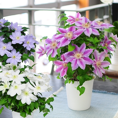 望み 受信機 原因 鉢植え 花 プレゼント 特許 ホイール 中で