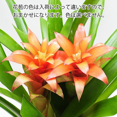 グズマニア 2本立ち 6号鉢 観葉植物 ミックスカラー 観葉植物 エーデルワイス 花の贈り物 フラワーギフト通販 花宅配 水戸市