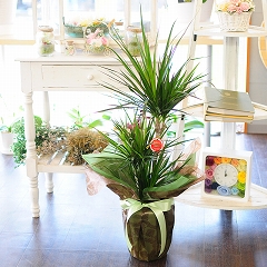 ドラセナ マジナータ 真実の木 コンシンネ 7号鉢 観葉植物 開店祝い 移転祝い 新築祝い