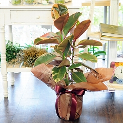 フィカス ベリーズ 7号鉢 ゴムの木 観葉植物 開店祝い 開業祝い 新築祝い