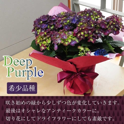 国内外の人気集結！ 来期用アジサイ苗【サーフィン カラーウェーブ】5号鉢植え 花