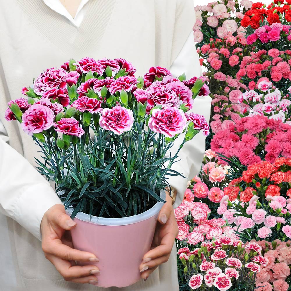 ハンドメイド羊毛フェルト。オカメインコ。カーネーションの花カゴ。母の日。贈り物。