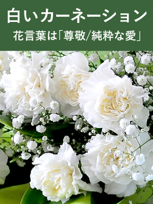 白いカーネーションのお供え花