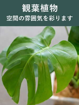 観葉植物