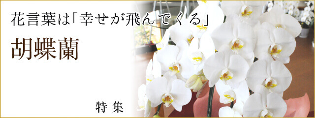 胡蝶蘭