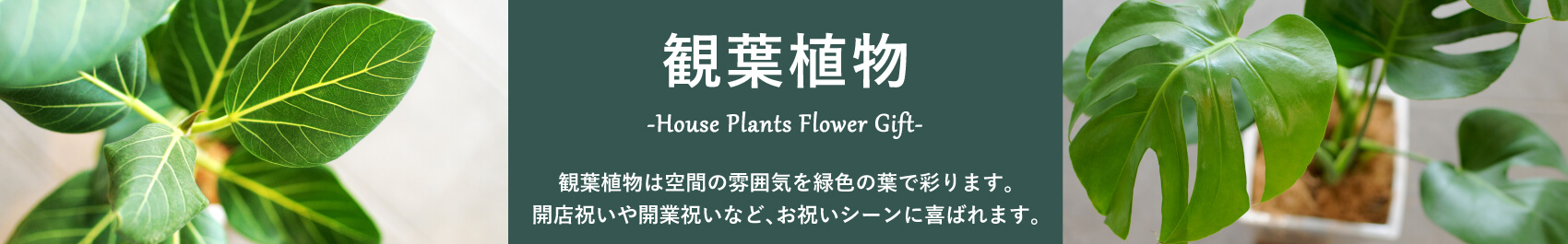 観葉植物