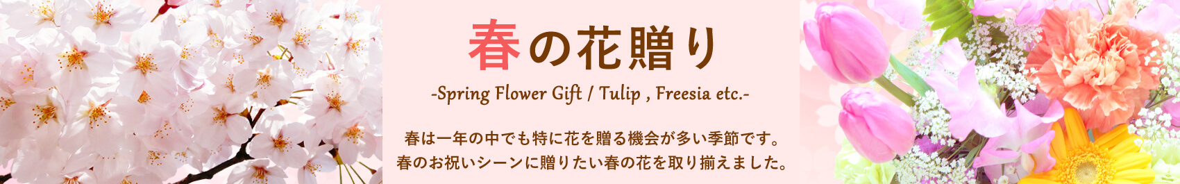 チューリップ/フリージア/桜(さくら)etc.春の花贈り