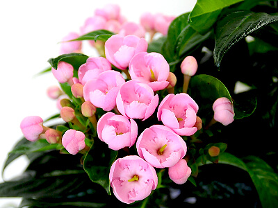 敬老の日花ギフト・プレゼント におい桜