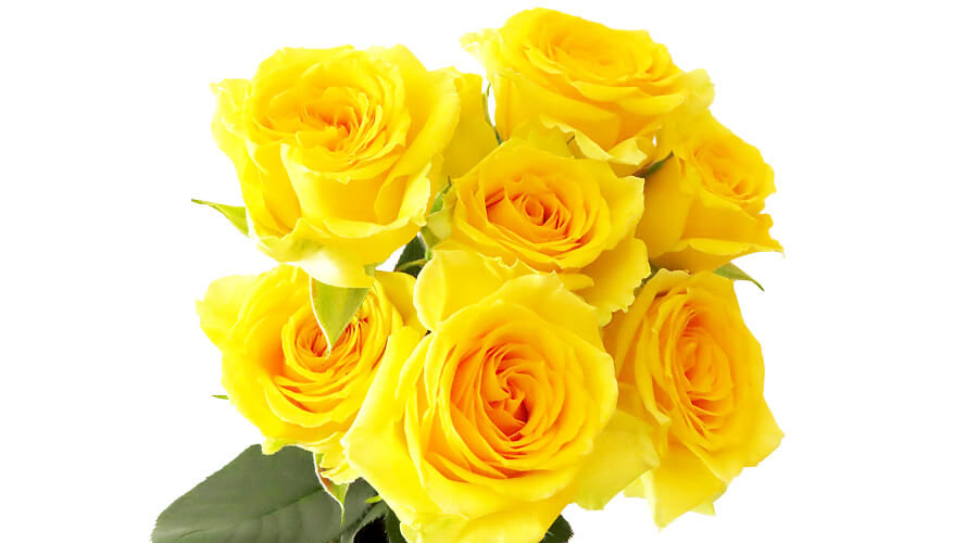 父の日花/父の日の花として定番の黄色いバラ