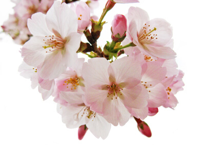 成人式花束 成人の日花束 成人祝い花束 ギフト プレゼント 桜(さくら)