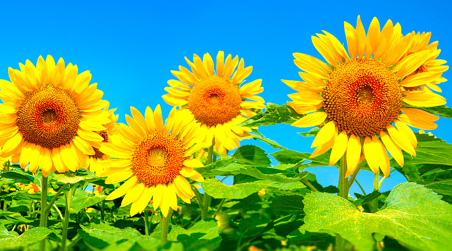 ひまわりの花言葉の意味とは/ひまわりの花束/ヒマワリ/向日葵/ひまわりの花言葉の意味とは 花名の由来や黄色が持つ特別な効果を紹介