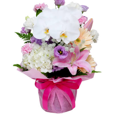 いい夫婦の日の花ギフト・プレゼント 胡蝶蘭の洋風アレンジメント
