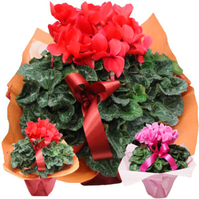クリスマスの花鉢植え ギフト プレゼント 通販 宅配 シクラメン 6号鉢 レッド系・ピンク系