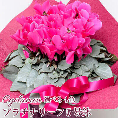 VN ʔ z A MtgEv[g VN v`i[t 5