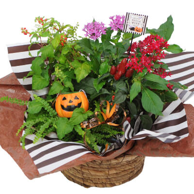 秋色の花贈り／ハロウィン 花ギフト・プレゼント ハロウィンの寄せ植え鉢