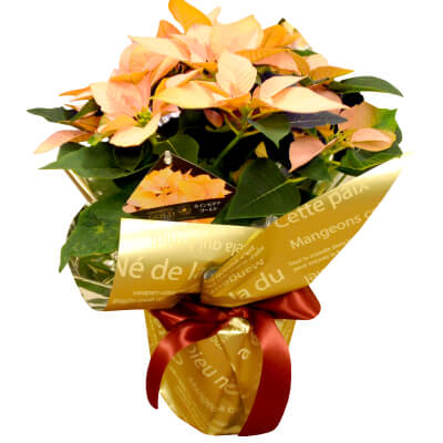 クリスマスの花鉢植え ギフト プレゼント 通販 宅配 ポインセチア ゴールド系 5号鉢