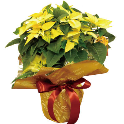 クリスマスの花鉢植え ギフト プレゼント 通販 宅配 ポインセチア イエロー系 5号鉢
