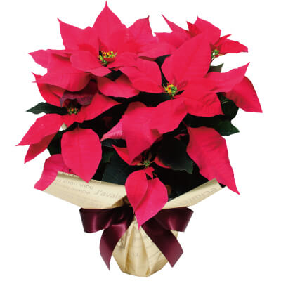 クリスマスの花鉢植え ギフト プレゼント 通販 宅配 ポインセチア レッド系・斑入りレッド系 5号鉢